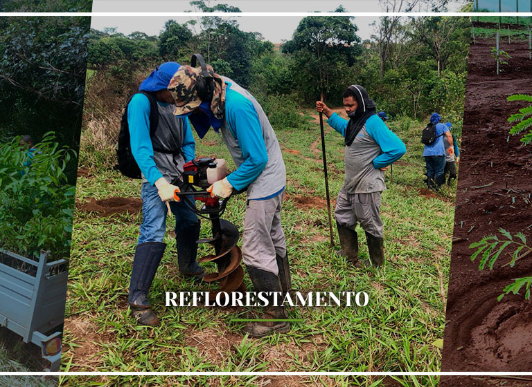 reflorestamento